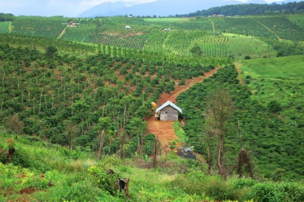 Hỏi về việc chuyển mục đích sử dụng rừng sang mục đích khác